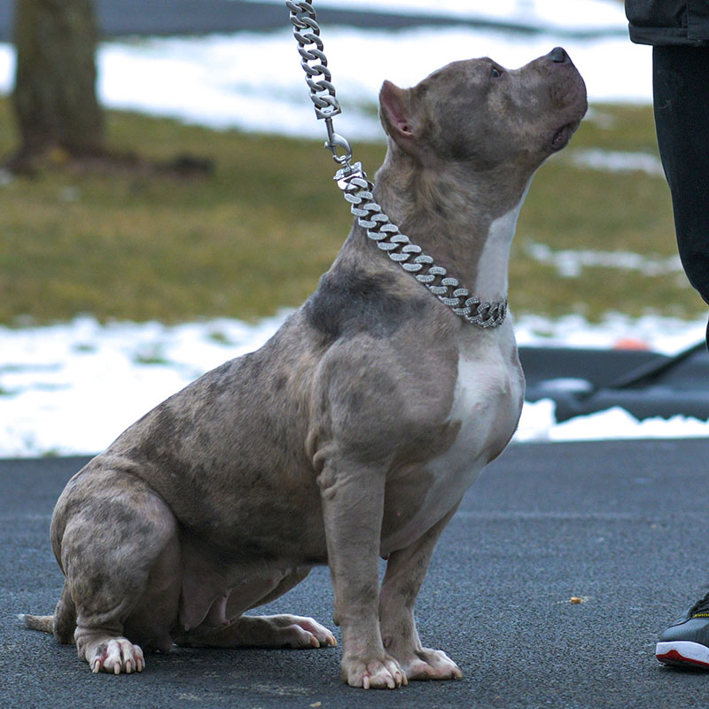 champion pitbull bully puppy Bluberry Kennels pedigree
